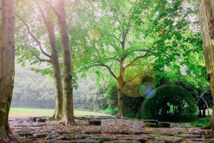 A tranquil walking trail shrouded in high foliage at Bhondsi Nature Park.