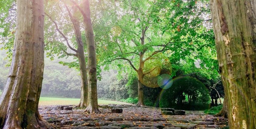 A tranquil walking trail shrouded in high foliage at Bhondsi Nature Park.