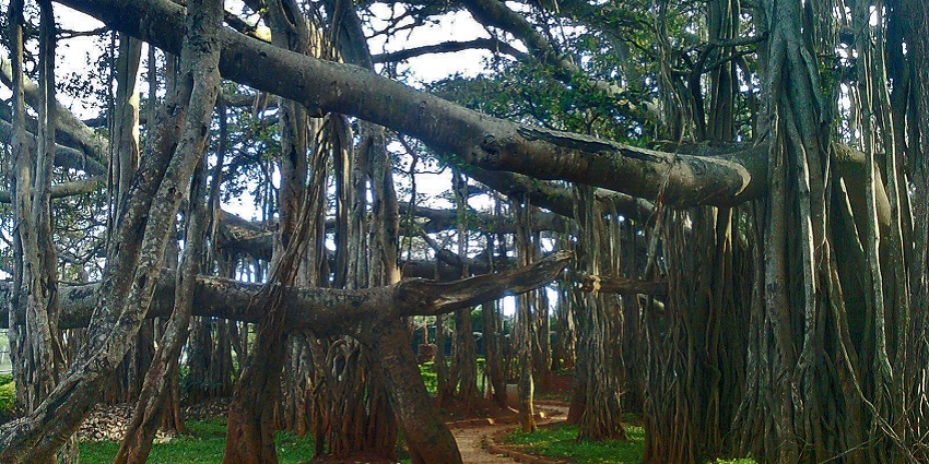 400 year old Banyan Tree.