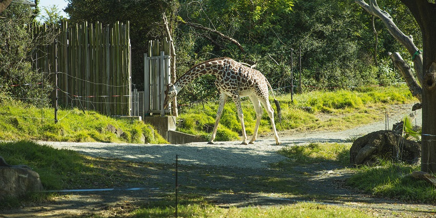 Lush landscape of Bintan Safari Park with exotic animals and greenery