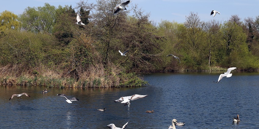 Places To Visit In Pimpri Chinchwad has a serene landscape filled with birds and greenery.