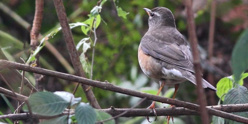Close up view of a eyebrowed thrush sitting on a tree branch