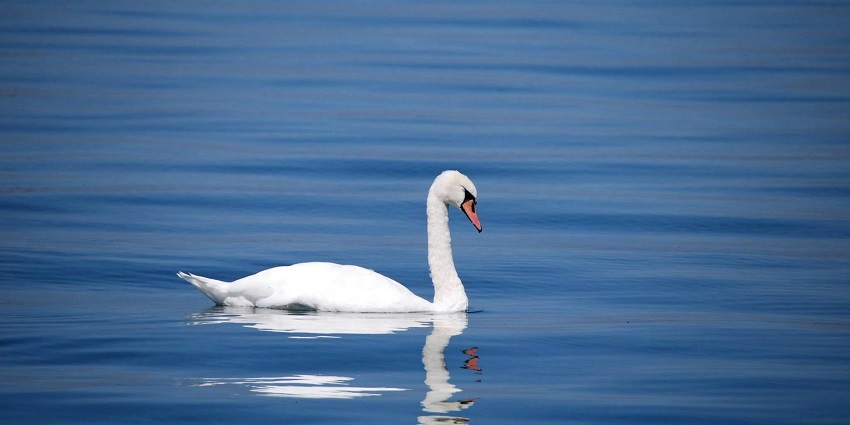 The region offers a great opportunity for birdwatching, a paradise for nature lovers.