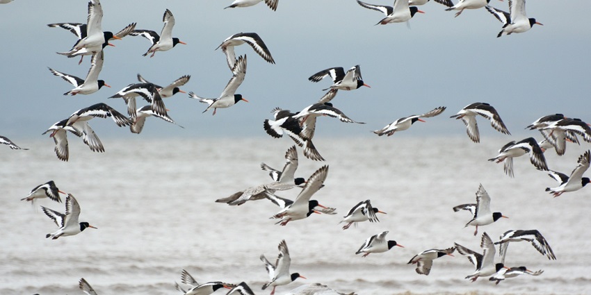 Oystercatchers at an estuary, showcasing the best things to do in Kumta.