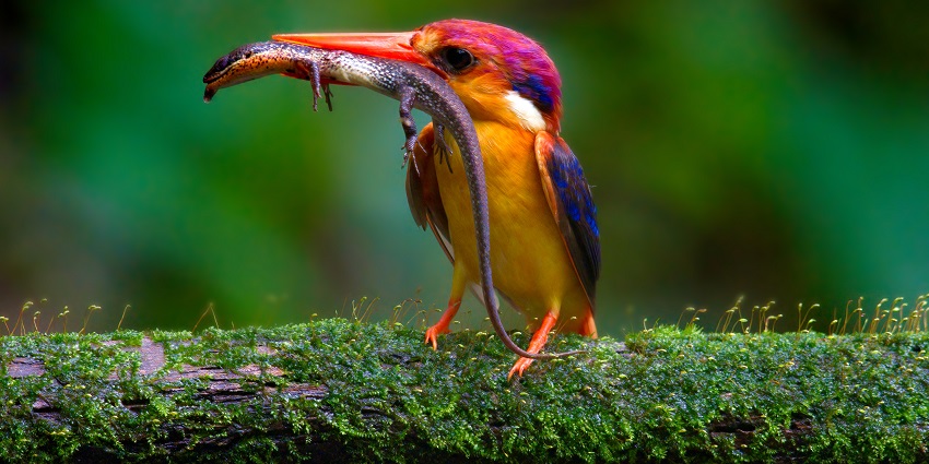 There are multiple trails around the farm and even walking along the main road is very beneficial for bird-watching