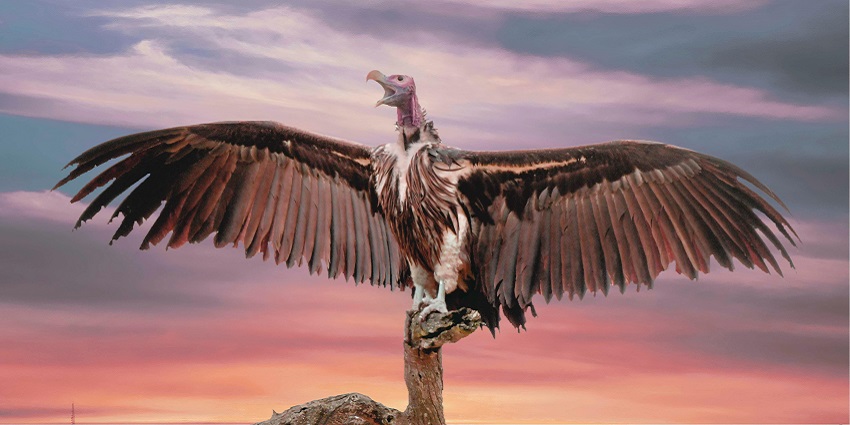 An image of a Vulture spreading its wings, like the ones in the Vulture Sanctuary.