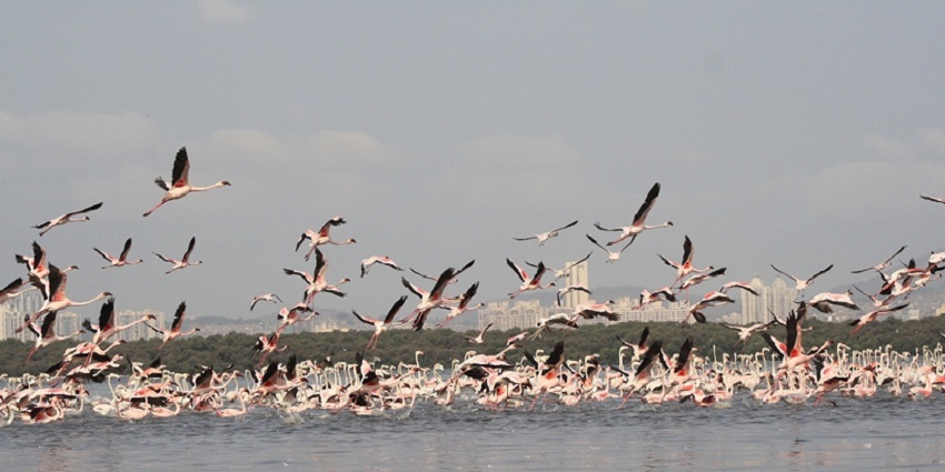 Birdwatching at Thane Creek Flamingo Sanctuary is one of the best things to do in Thane.