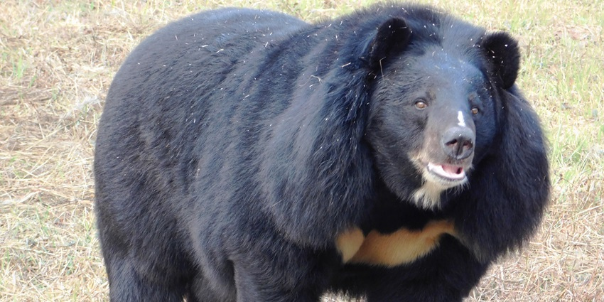 A picture of a big black bear at a zoological park near the Rajrappa Temple in Jharkhand