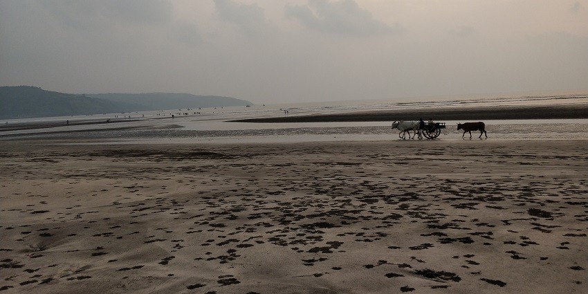 The Ladghar beach is around 12 KM from Dapoli Market and a drive of around 30 to 35 mins