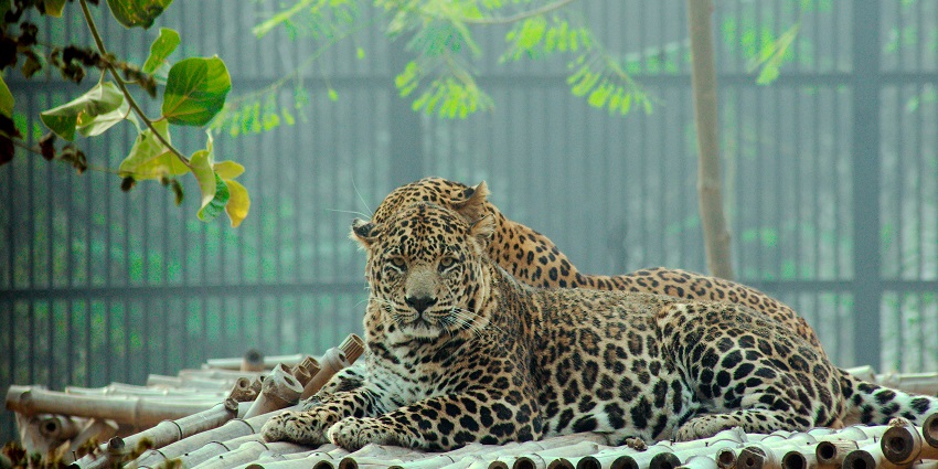Leopard at the Bondla Wildlife Sanctuary, one of the top wildlife sanctuaries in Goa.
