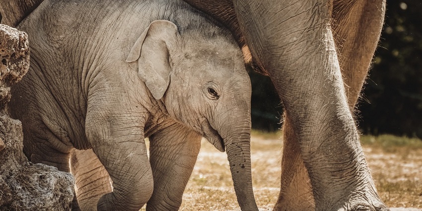 Bondla Zoo, one of the 5 places to visit in and around Bondla Wildlife Sanctuary.