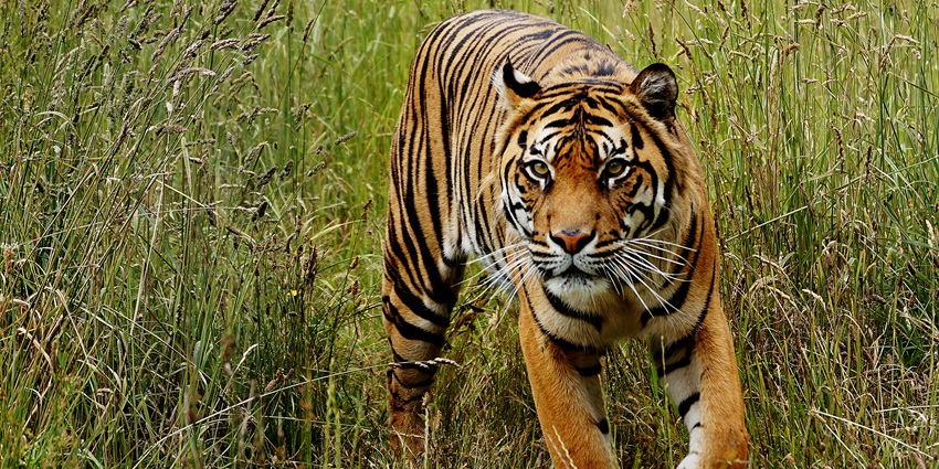 Bor Wildlife Sanctuary was declared a tiger reserve, one of the places to visit in Wardha