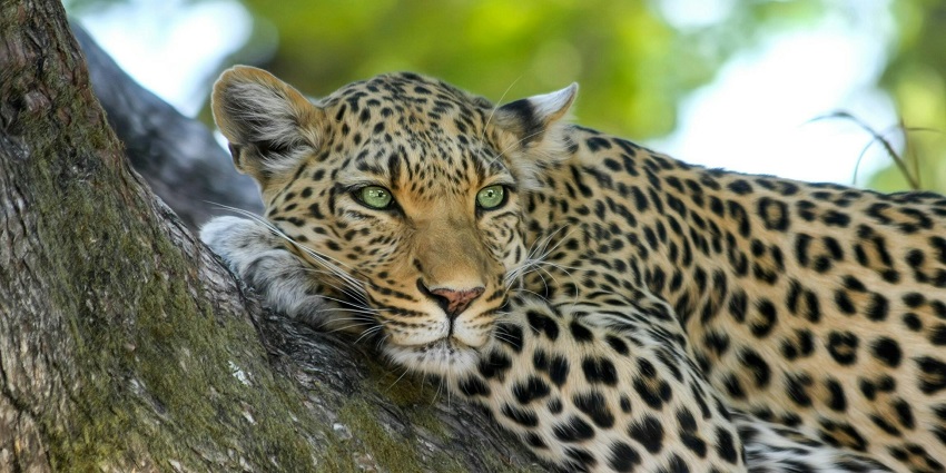 Leopard resting on a tree branch looking at a distance on a clear bright day