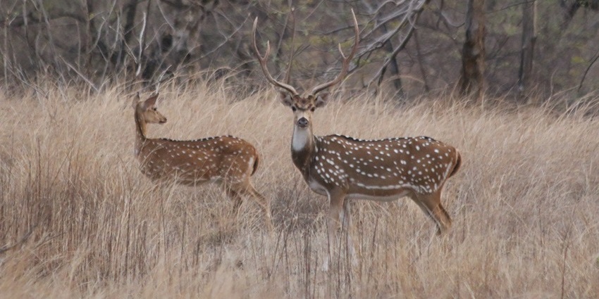 A picture of two spotted deer roaming around the forest near Wardha, with tall grass all around
