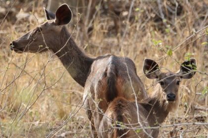 Two Sambar deer standing surrounded by wild grass and twigs on a bright sunny day.