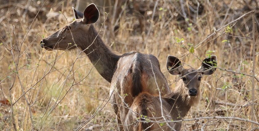 Two Sambar deer standing surrounded by wild grass and twigs on a bright sunny day.