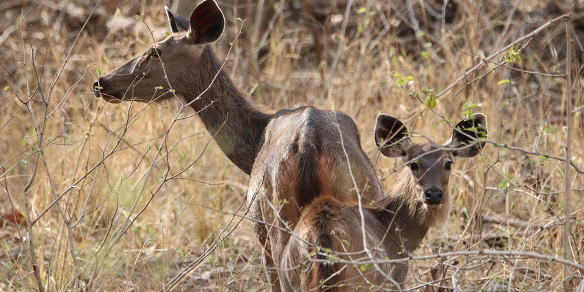 Sambar deer is in the natural habitat near Bordharan Dam, a national park near Nagpur.