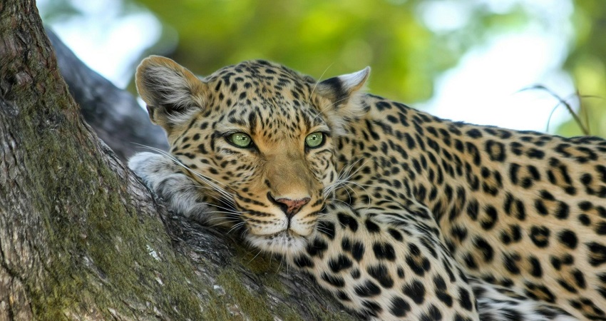 Bori, known for its biodiversity, is among the best wildlife sanctuaries in Madhya Pradesh.