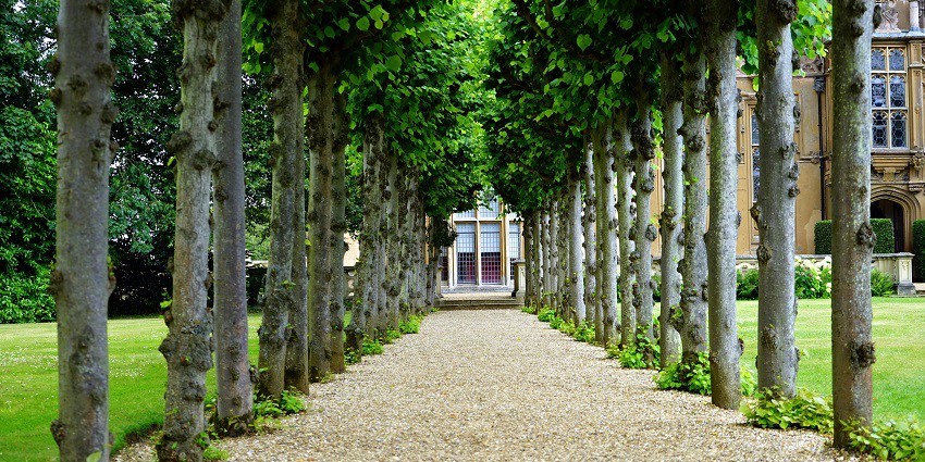 A beautiful walkway surrounded by lush greenery and trees in a peaceful botanical garden.