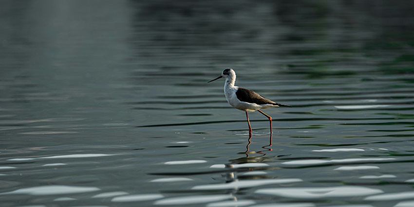 Explore the serene Brahma Sarovar which is one of the places to visit near Kurukshetra.