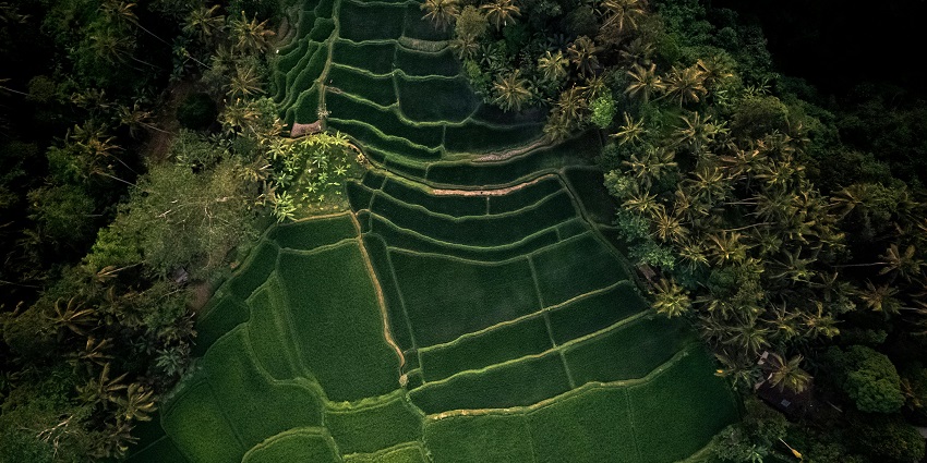 A picture of Bukit Jambul, with incredible rice terraces and Balinese landscapes