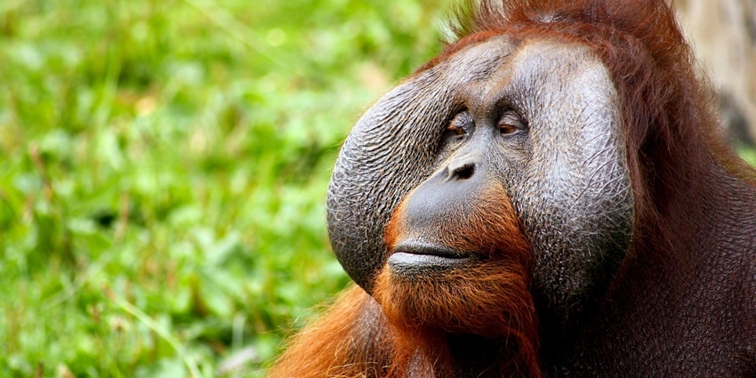 An image of the orangutan sanctuary in Bukit Lawang, a lush eco-tourism destination.