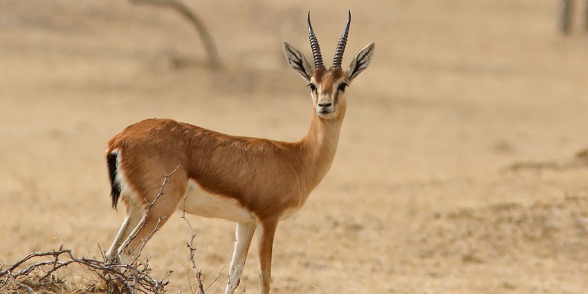 A vast sanctuary with diverse wildlife, including chinkaras, leopards, and rare bird species.