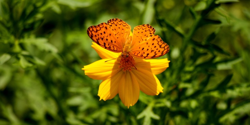 Butterfly Park in Chandigarh is a scenic choice among places to visit near Ambala.