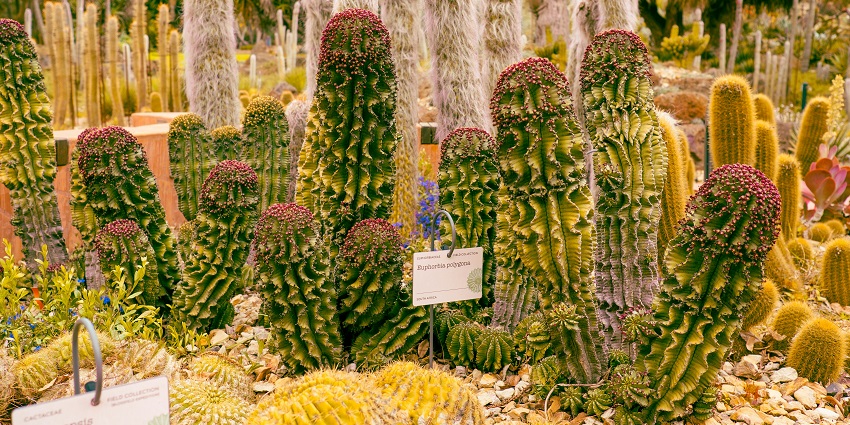 Cactus Garden is one of the best offbeat places to visit in Zirakpur for a unique experience.