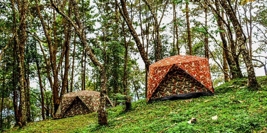 Eco-friendly camp offering immersive nature experiences and activities