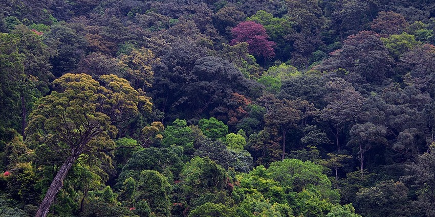 Scenic hills with rich biodiversity and hiking opportunities