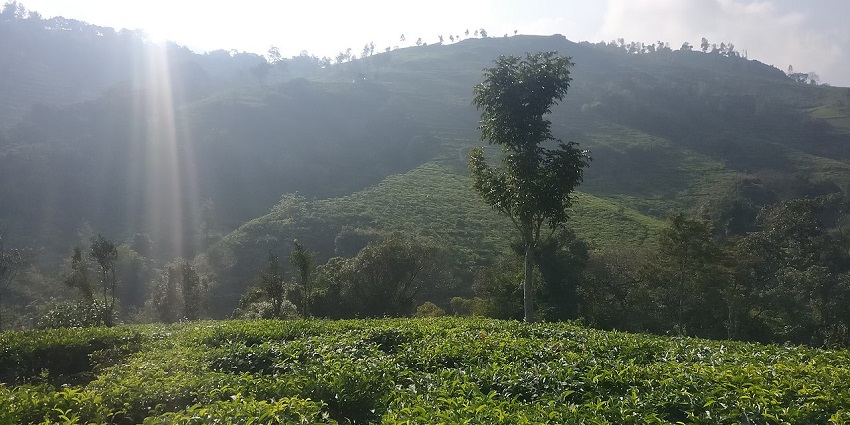 View of Catherine Falls, a popular waterfall in Ooty, India.