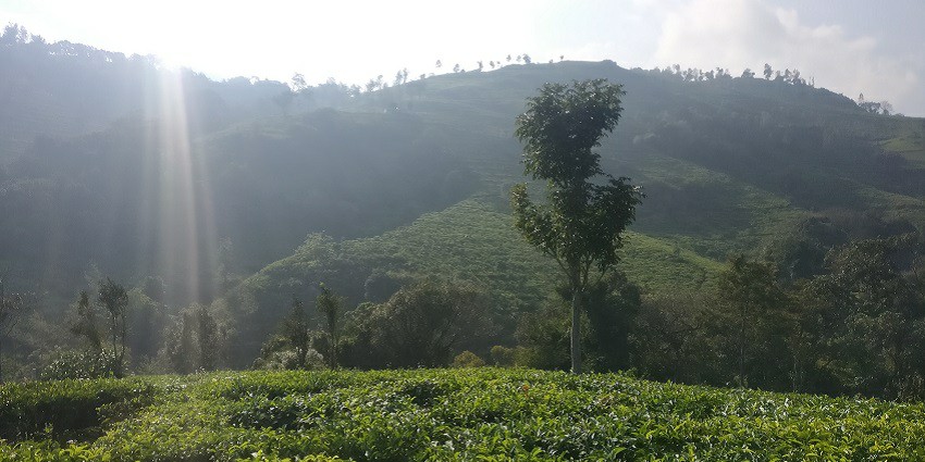 View of Catherine Falls near Kotagiri, a popular waterfall in the Coimbatore region