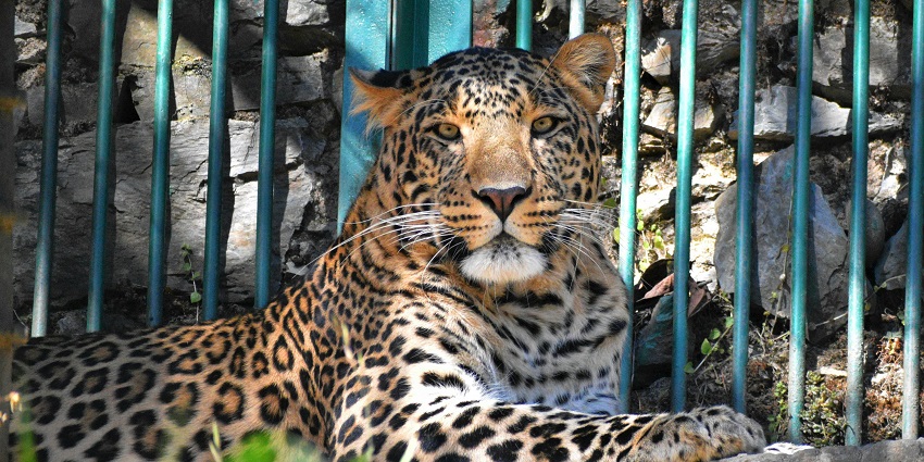 Witness wildlife at Chail which is one of the best places near Chandigarh for weekend.