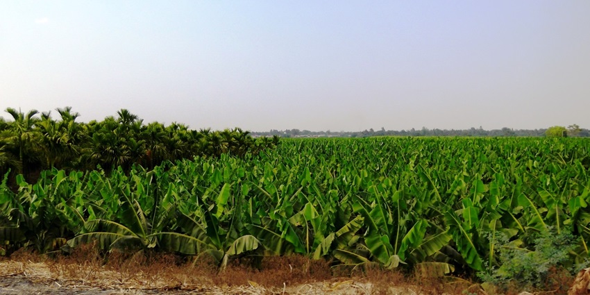 A glimpse of the lush green sprawling fields of Chamarajanagar, a town in Karnataka.