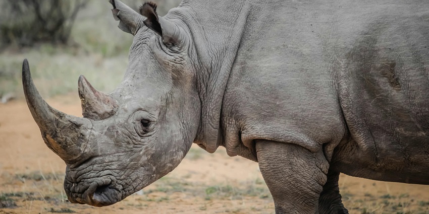 Wildlife spotting at Chambal Wildlife Sanctuary for every traveller to visit and enjoy.