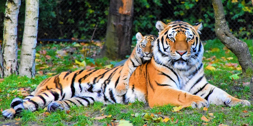 A glimpse of tigers resting at the sprawling green grounds of Chandoli National Park.