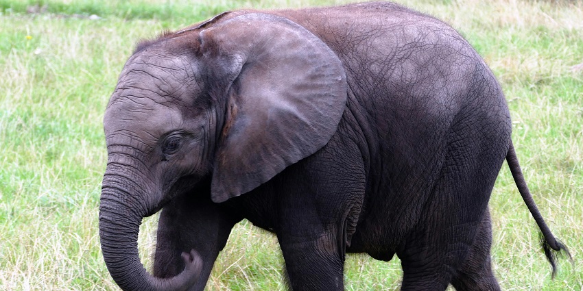 An elephant spotted at Chandoli National Park, one of the top Maharashtra Nature Parks.