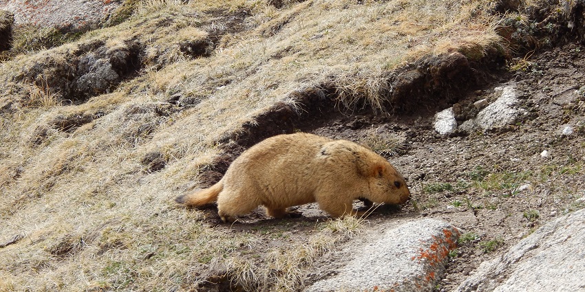 Himalayan marmot on the rugged hills of Ladakh, one of the best places to visit nearby