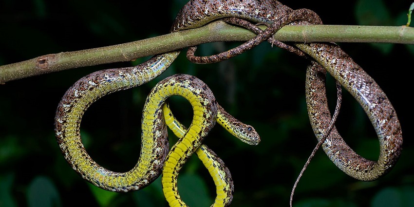 An image of Chennai Snake Park, a unique attraction among places to visit in Velachery.