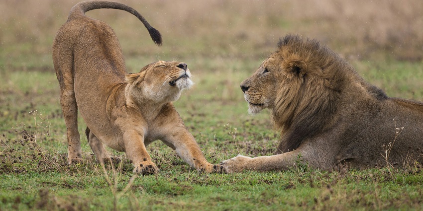 Chhatbir Zoo is one of the best offbeat places to visit in Zirakpur with friends and family.