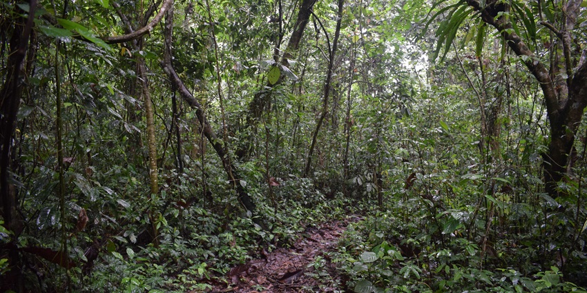 Chheda Nagar Reserved Forest features a Serene nature retreat in Ghatkopar.