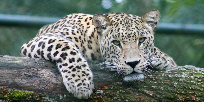 An image of a leopard at the scenic sanctuary home to diverse wildlife and natural beauty.
