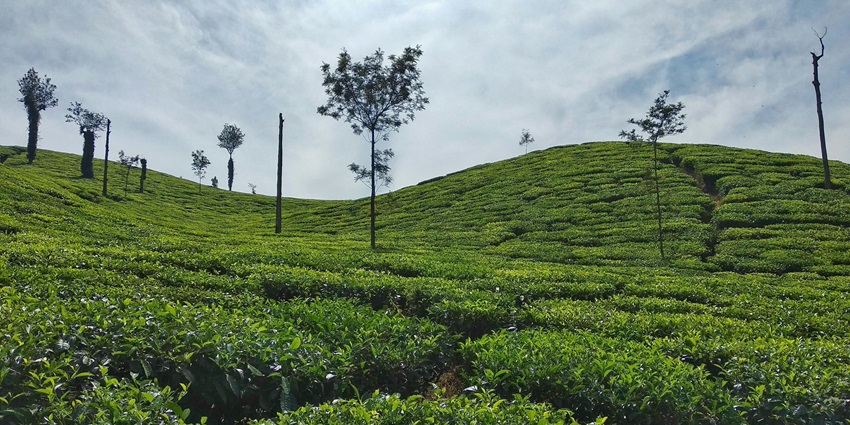 Best places to visit in Karnataka for couples include Chikmagalur, the scenic hill station