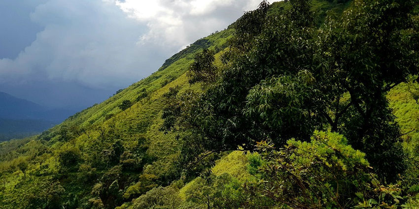 The Beautiful Chikmagalur landscape with verdant hills and expansive coffee estates.