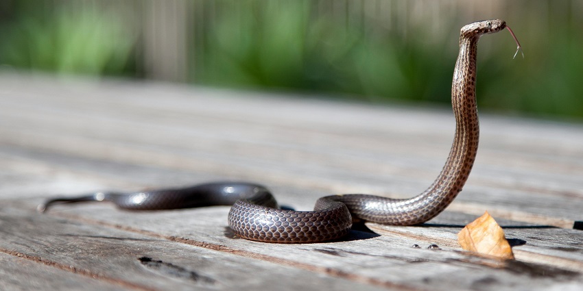A snake species like the ones found at the Snake Park situated in Chennai, TamilNadu.