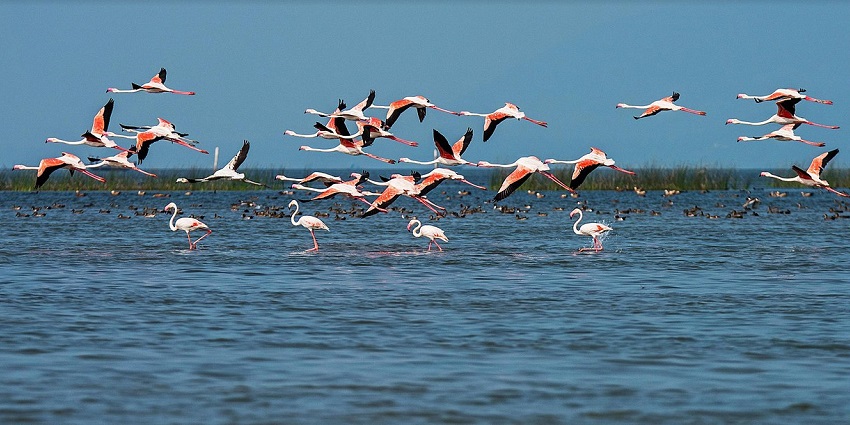 A view of Chilika Lake near Sudarshan Crafts Museum with a flock of migratory birds.
