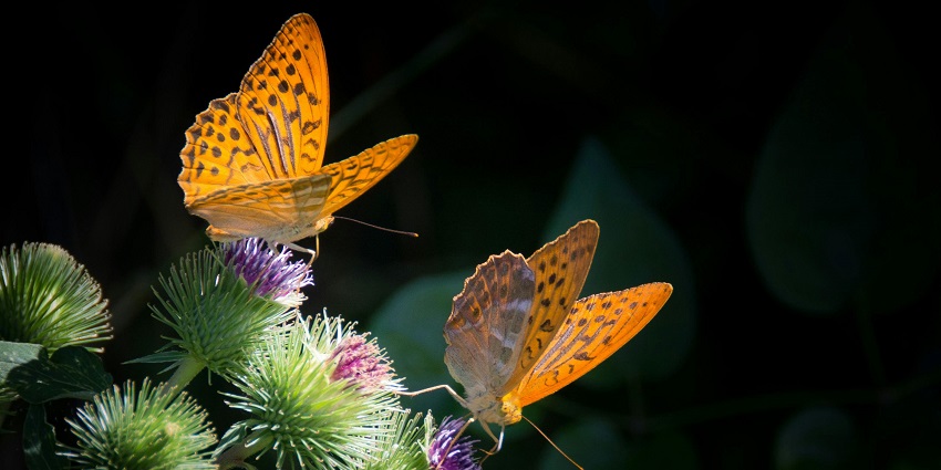 Butterflies at the Chorla Ghat Sanctuary, one of the top wildlife sanctuaries in Goa.