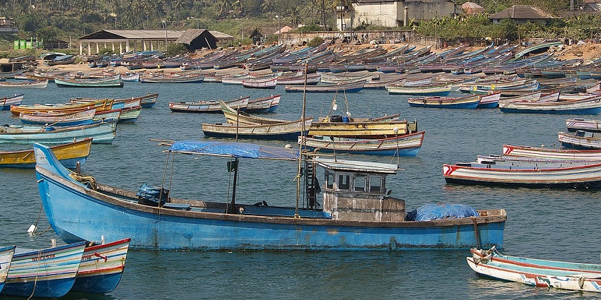Scenic boat rides through serene backwaters and mangrove forests.