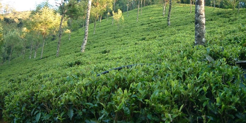 An image of a lush spice and tea estate in Megamalai with vibrant greenery